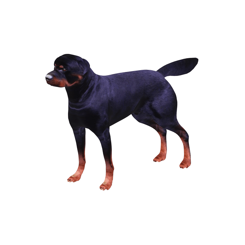 Rottweiler