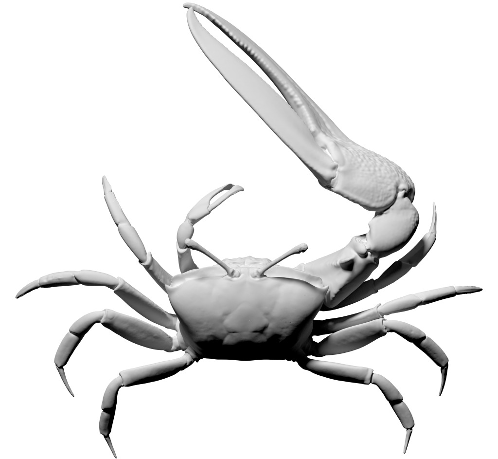 Fiddler Crab.jpg