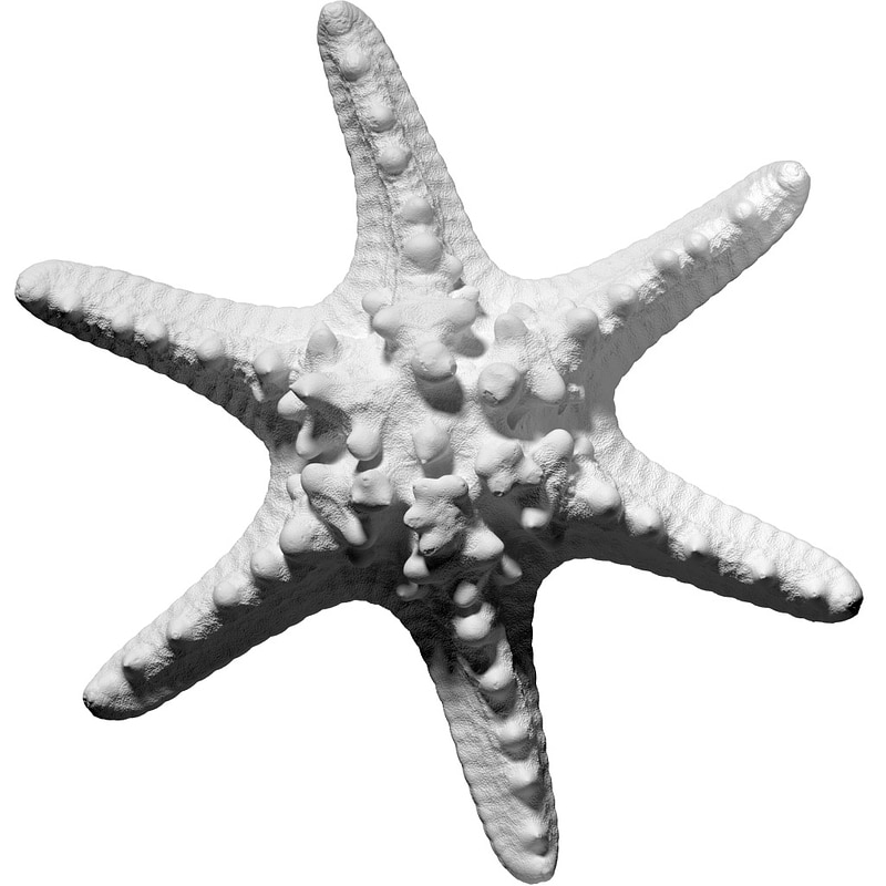 Horned Sea Star