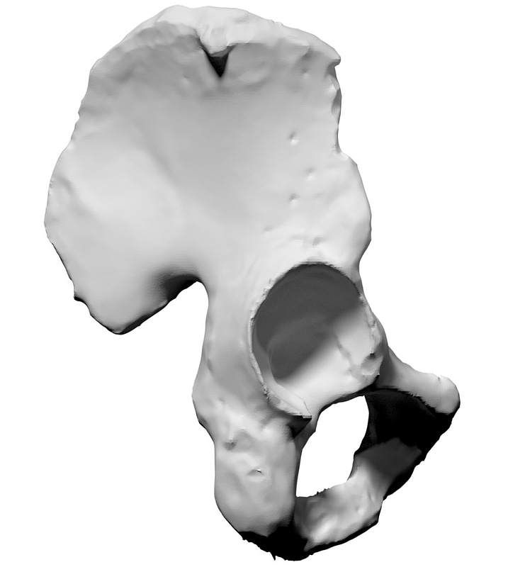 Human Pelvis Bone Free 3d Model On