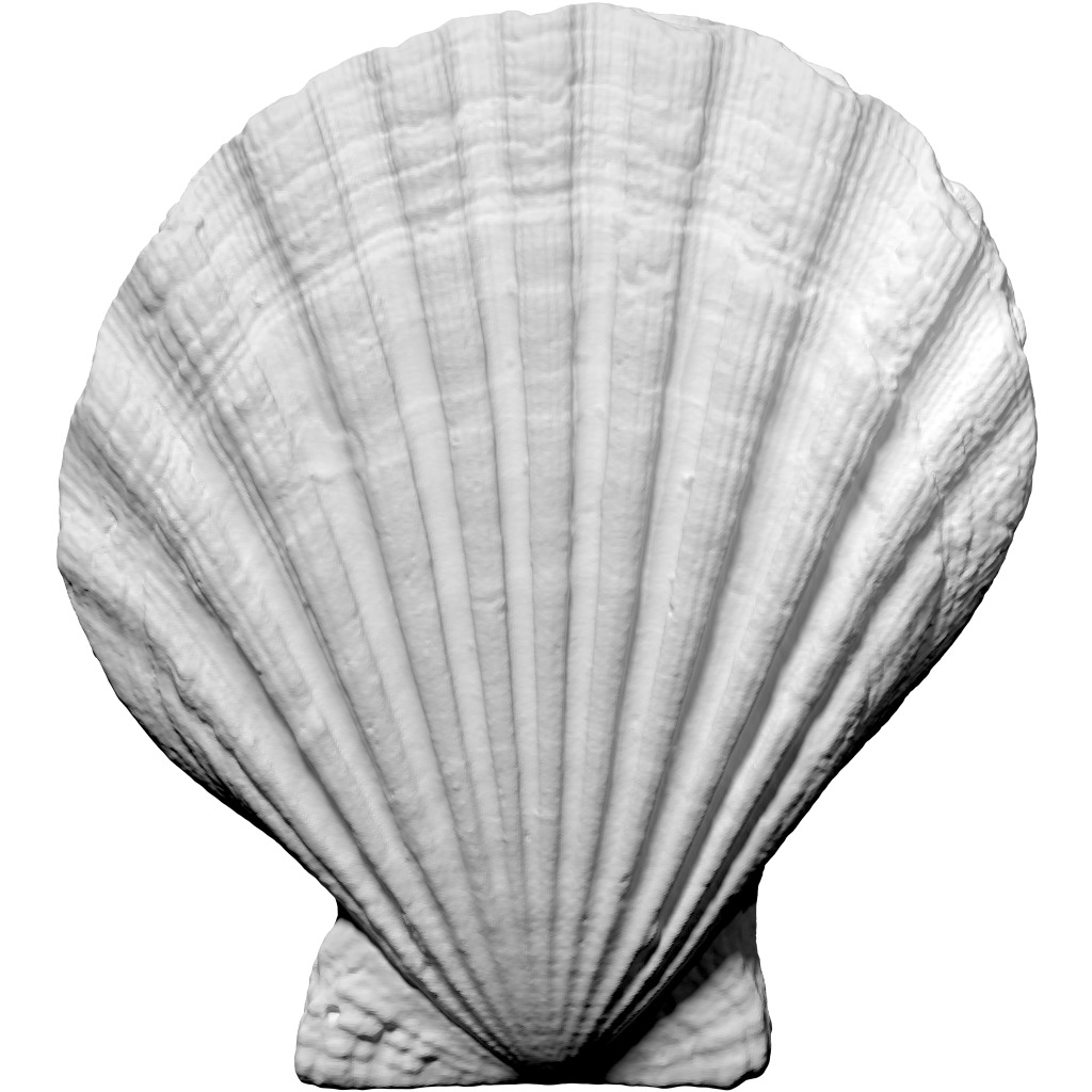 Scallop.jpg