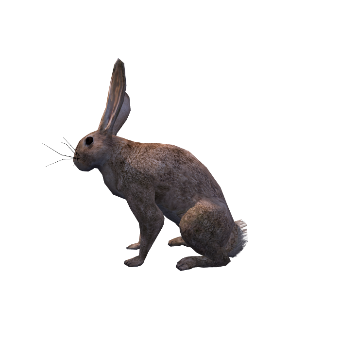 rabbit.png