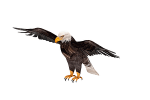 image_processing20211215-8525-cmi980.png