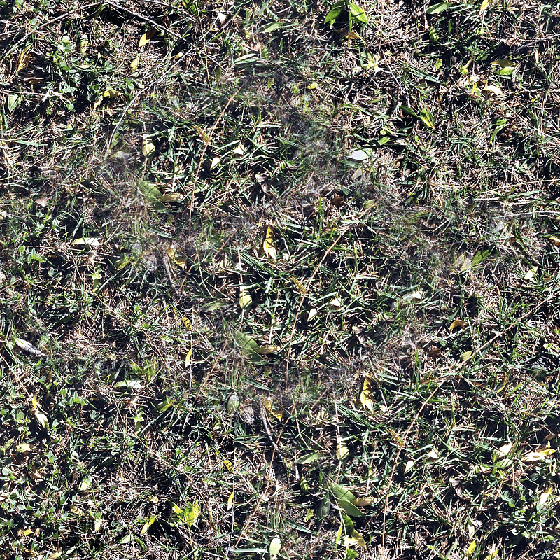 Grass with Small Leaves Texture