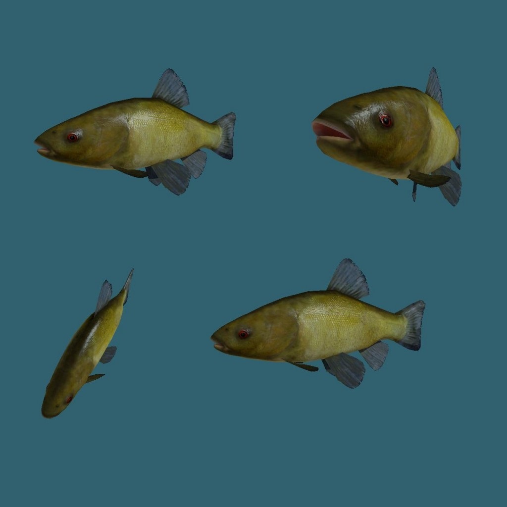 Tench fish.jpg