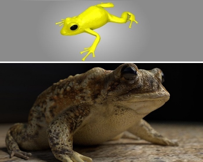 poison frog and toad.jpg