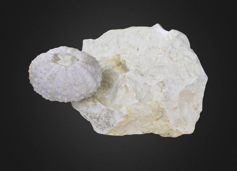 Phymosoma texanum Echinoid