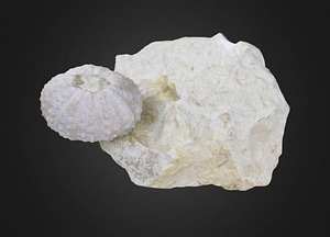 image_processing20200609-24397-1xlggkq.jpeg