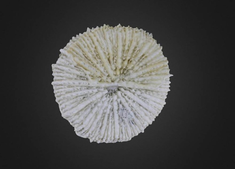 Scolymia lacera Coral