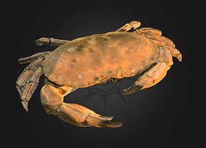 image_processing20200609-29132-1hhkyjy.jpeg