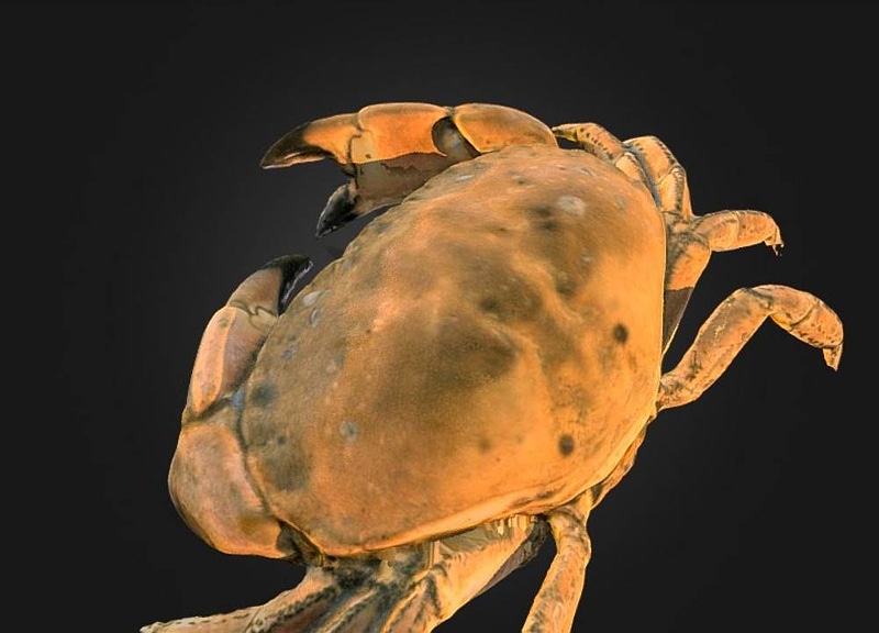 Thumb 6