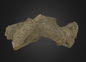 image_processing20200609-28158-zdnc22.jpeg