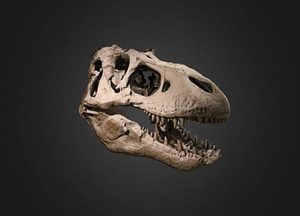 image_processing20200609-18733-1a0wzjz.jpeg