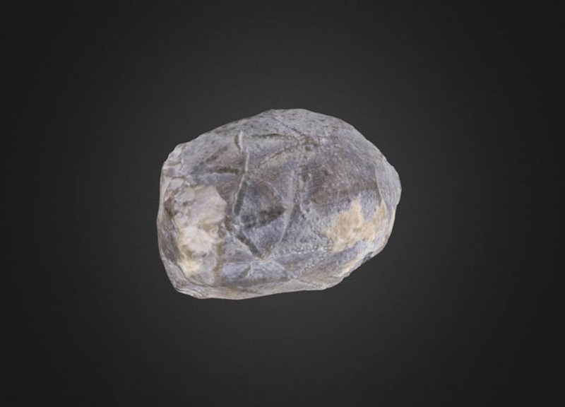 Caryocrinites ornatus Cystoid