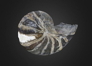 image_processing20200609-3438-1hi7451.jpeg