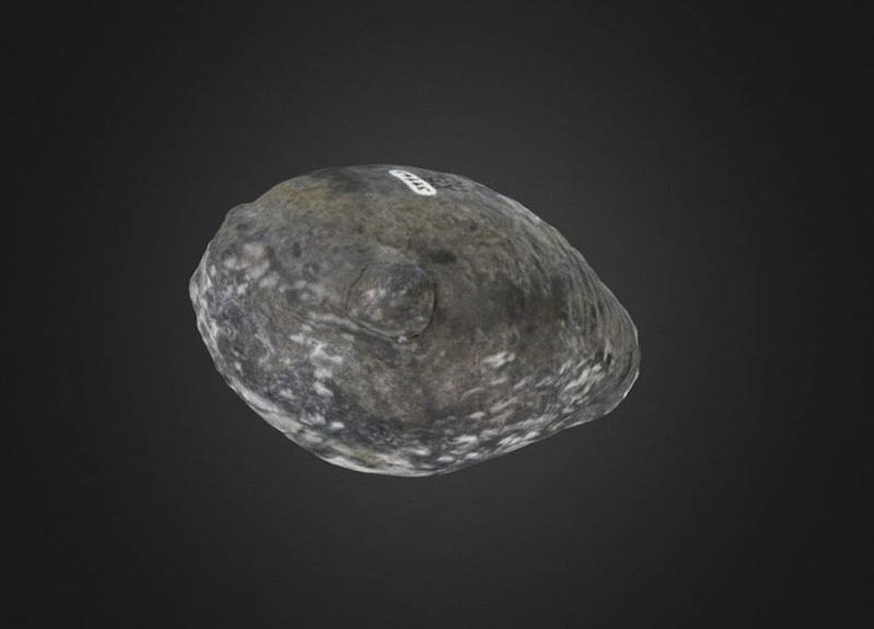 Thumb 8