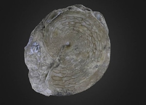 image_processing20200609-30039-rqmuve.jpeg