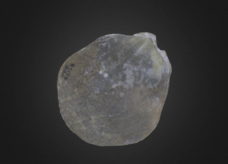 Pentamerus oblongus Brachiopod