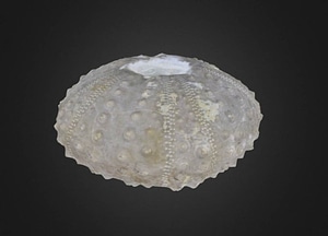 image_processing20200609-12769-4mdn9k.jpeg