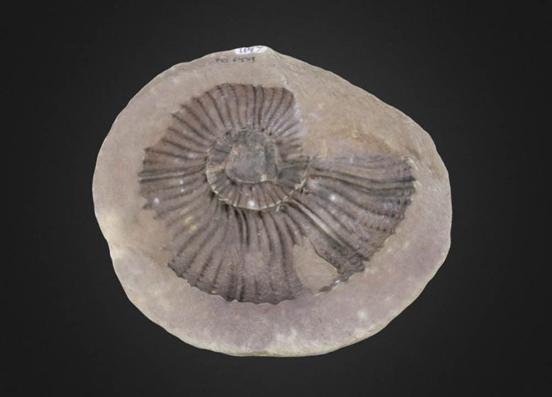Gunnarites Cephalopod