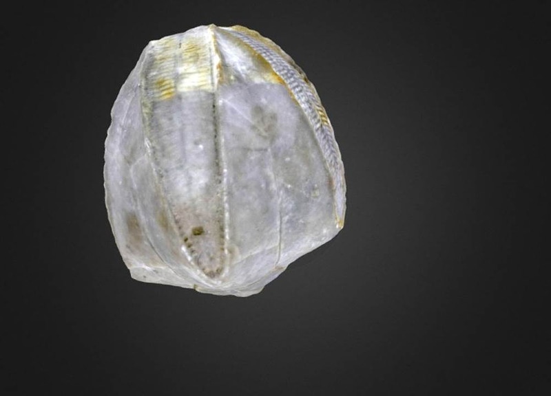 Thumb 3