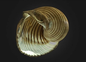 image_processing20200609-575-xljk3v.jpeg
