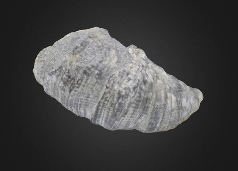 Heliophyllum halli Coral