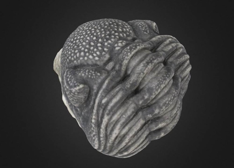 Thumb 1