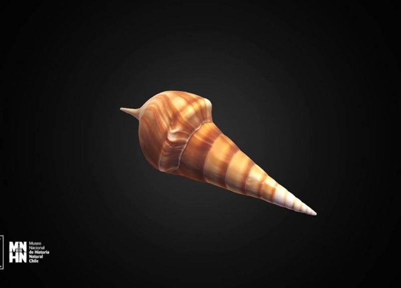 Thumb 9