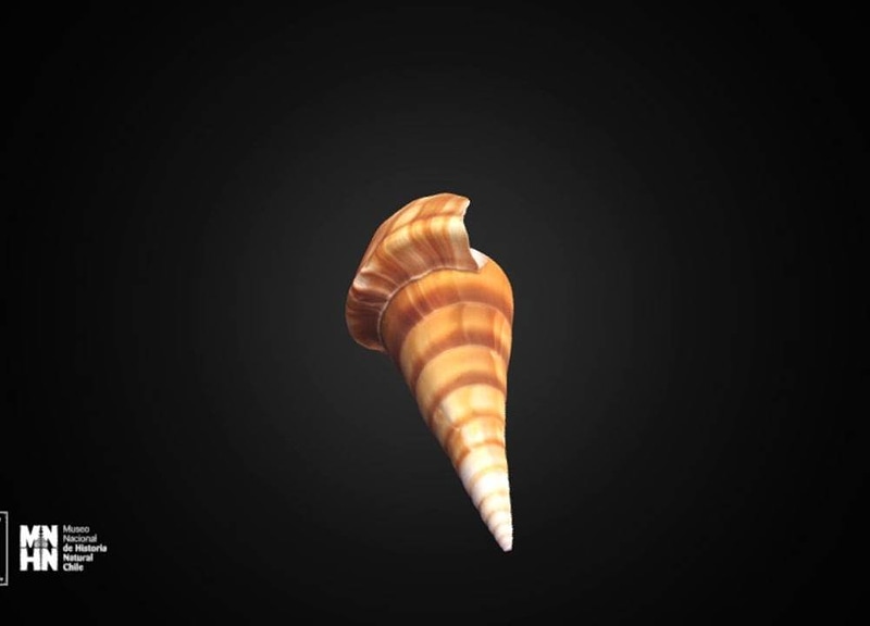 Thumb 11