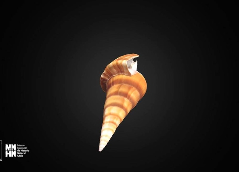 Thumb 12