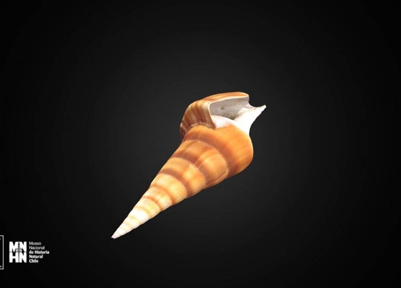 Thumb 13