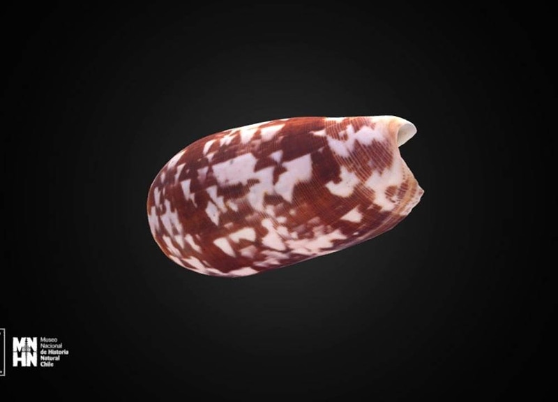 Thumb 9