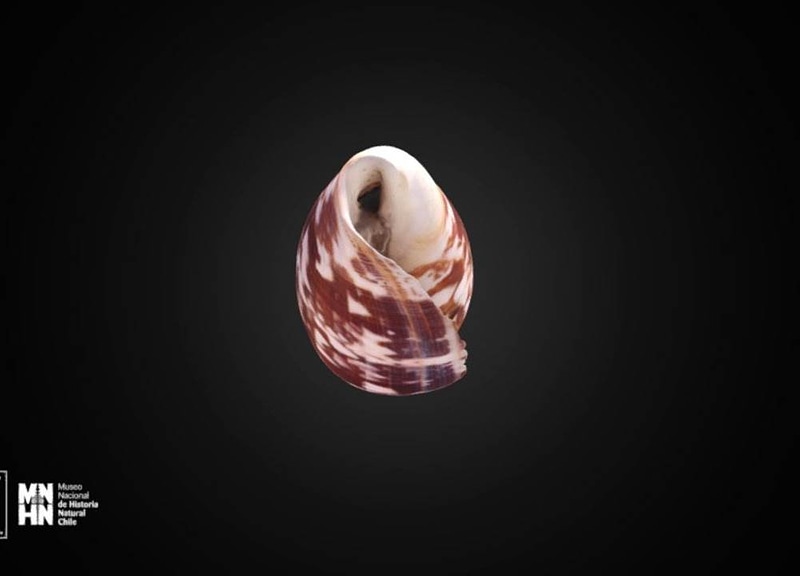 Thumb 11