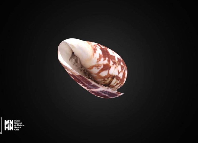 Thumb 12