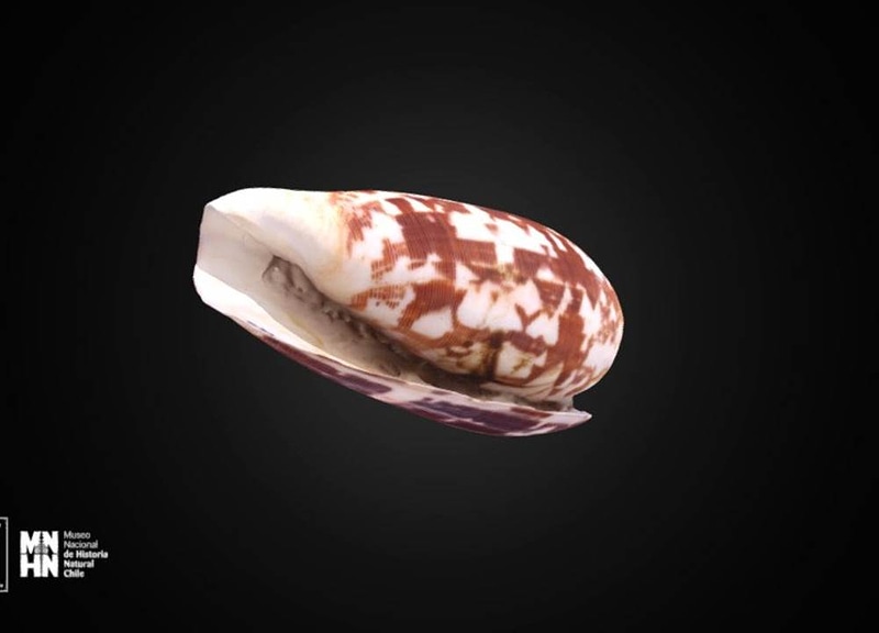 Thumb 13