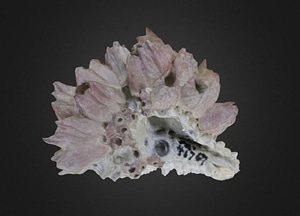 image_processing20200609-12213-1xm5brl.jpeg