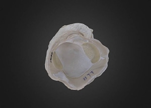 image_processing20200609-10518-16zyt6k.jpeg