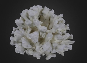 image_processing20200609-12090-vaijwr.jpeg