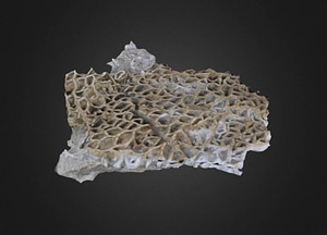 image_processing20200609-25791-1blxlz2.jpeg
