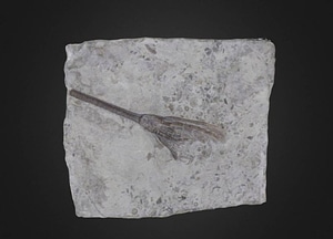 image_processing20200609-22437-h6hdnc.jpeg