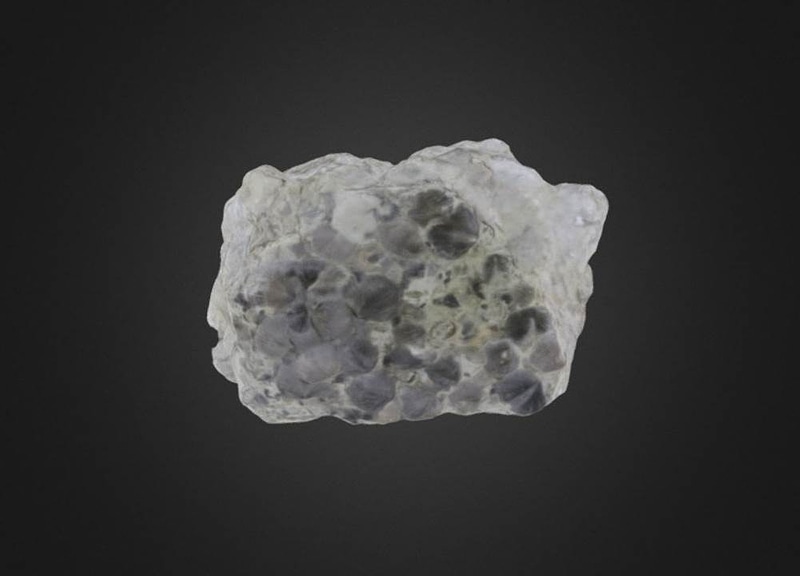Cincinnetina meeki Brachiopods