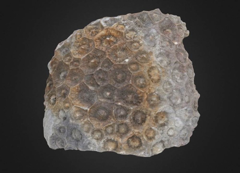 Acrocyathus floriformis Rugose coral