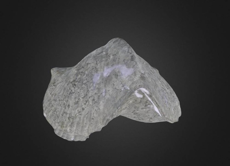Paraspirifer bownockeri Brachiopod