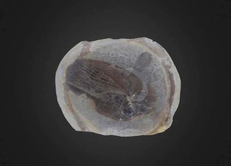 Promylacris ovalis