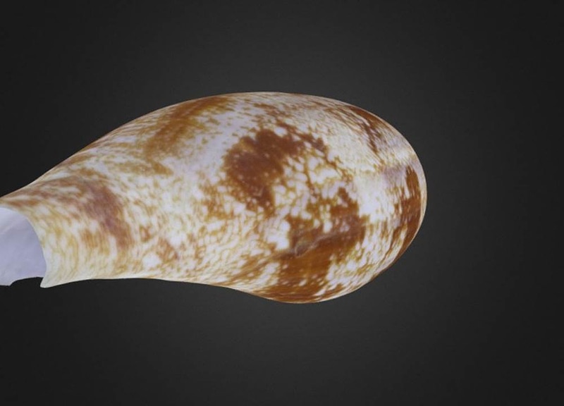 Thumb 6