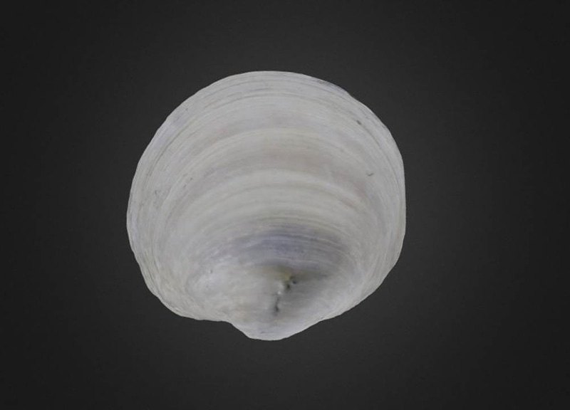 Anodontia alba Bivalve - Free 3d model on creazilla.com