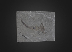 image_processing20200609-16312-gom88a.jpeg