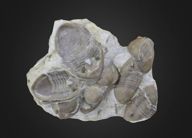 Homotelus bromidensis Trilobites