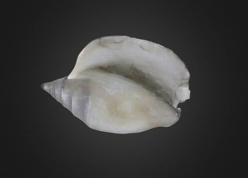 Adult Lobatus leidyi Gastropod